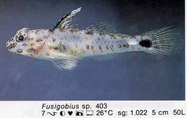 Fusigobius sp